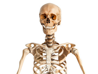 Detailed Anatomical Study: Human Skeleton Upper Torso