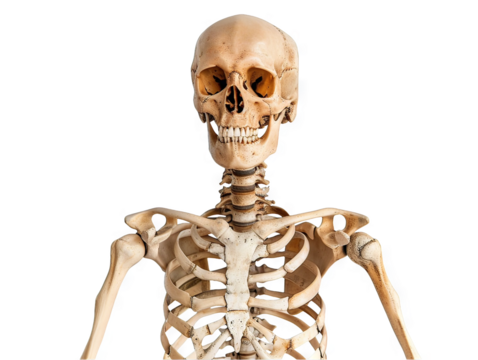 Detailed Anatomical Study: Human Skeleton Upper Torso
