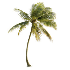palm tree with leaf
