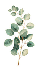 Naklejka premium illustration of eucalyptus isolated on a transparent background