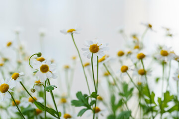 beautiful photos of daisies, gerberas on a light background, chamomile close-up, bouquet of daisies
