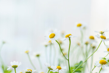 beautiful photos of daisies, gerberas on a light background, chamomile close-up, bouquet of daisies