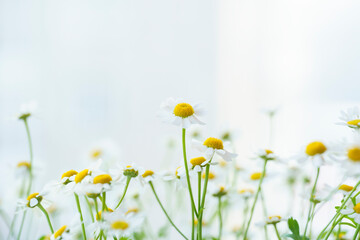 beautiful photos of daisies, gerberas on a light background, chamomile close-up, bouquet of daisies