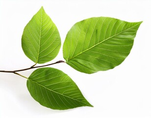 Obraz premium vibrant green leaves on branch isolated on white background