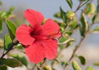 Fototapeta premium Red Hibiscus Flower by The Sea in Mersin, Turkey