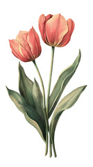 Fototapeta premium illustration of tulips isolated on a transparent background