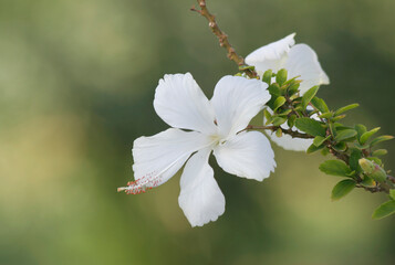 White Hibiscus Flower with Blurred Background in Mersin, Turkey