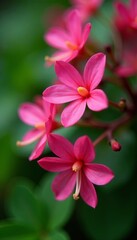 Close-up shot of pink rangoon creeper flowers with green leaves, petals, flowers, beauty