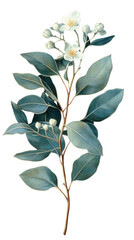 Fototapeta premium illustration of eucalyptus isolated on a transparent background