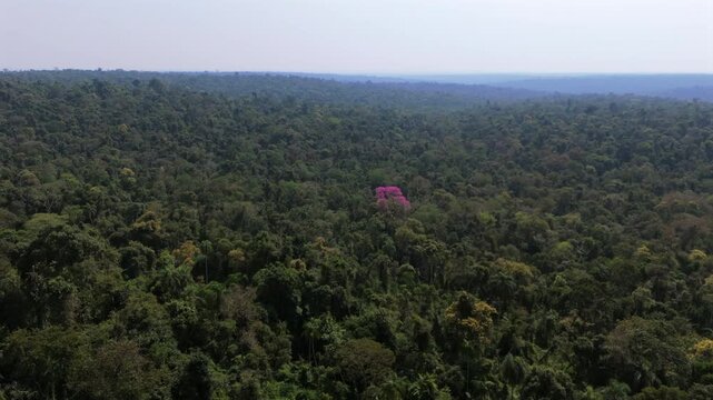 Distanced aerial view of a pink lapacho tree surrounded by dense jungle canopy.