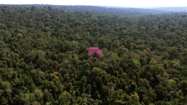 Closer aerial view of a rare pink lapacho tree surrounded by dense jungle canopy.
