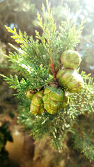 Close-up of cypress cones with sunlight falling on them.