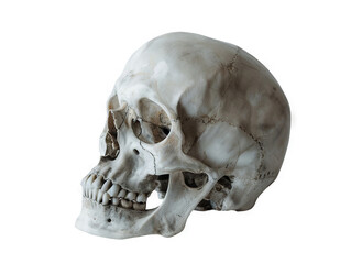 Obraz premium Detailed Profile View of a Human Skull: A Study in Bone Structure and Anatomy