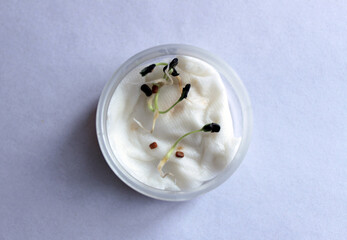 Aparajita purple flower or butterfly pea seeds germination propagation in a transparent bowl indoor activity 1