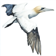 Fototapeta premium Illustration of the Northern Gannet in flight, soft watercolor tones, white background, detailed illustration, cartoonish.
