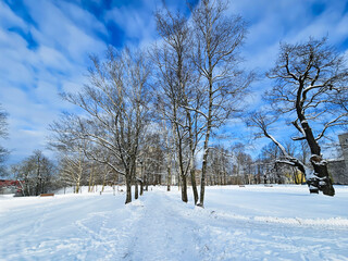 Winter landscape with snow-covered trees in the Riga city park and blue sky. Latvia
