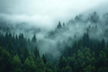 Misty mountain landscape where pine trees pierce the low-hanging fog