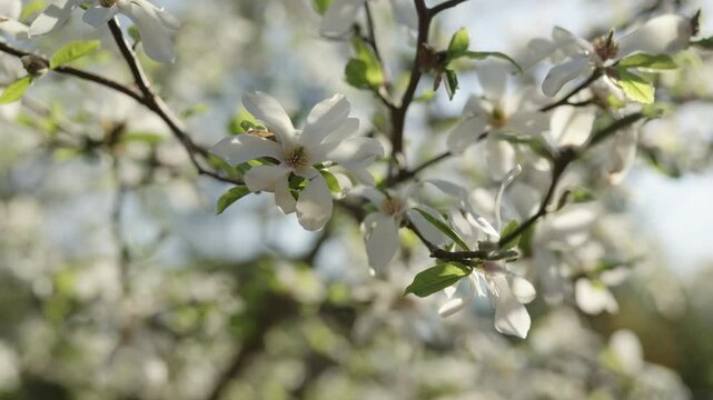 Slow motion white magnolia flowers on a tree