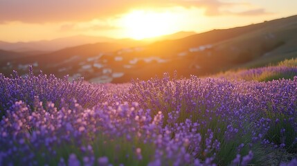 Fototapeta premium Beautiful lavender flowers bloom on a hillside in the warm sunset glow, creating a picturesque landscape of color and tranquility.