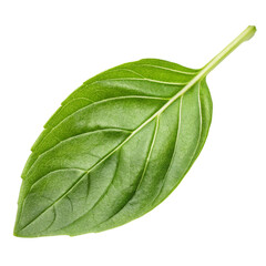 Obraz premium Closeup of a single basil leaf isolated on transparent background 