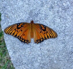 Orange and Black Butterfly (Gulf Fritillary)