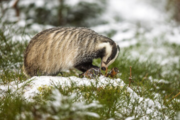 Obraz premium European badger (Meles meles) in the snow