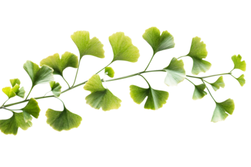 Ginkgo biloba green leaves on white or transparent background