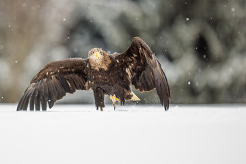 White-tailed eagle (Haliaeetus albicilla) in the snow in step