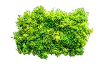 Fototapeta premium Green moss piece isolated on white or transparent background, top view