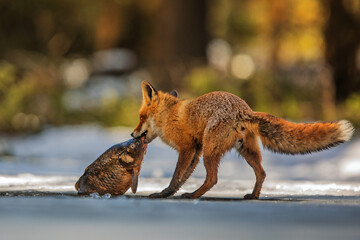 Fototapety na wymiar - Fototapeta24.pl