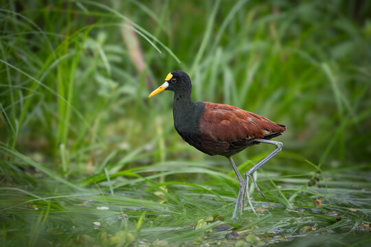 The northern jacana, Jacana spinosa is a wader, member of group of wetland birds