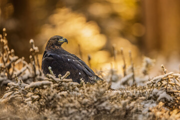 male golden eagle (Aquila chrysaetos) when there is photographic light in the forest