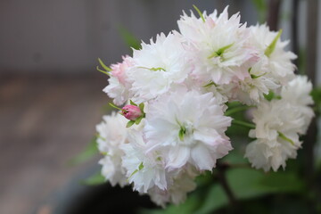 White and pink sakura flowers bloom