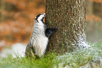 European badger (Meles meles) climbs the tree for food © michal