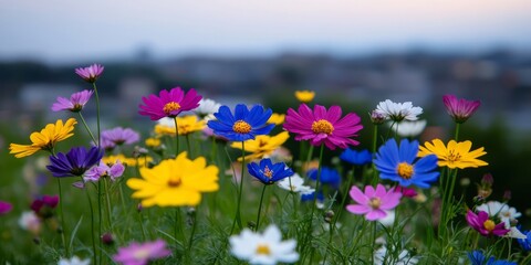 Fototapeta premium Colorful Cosmos Field with Cityscape Background
