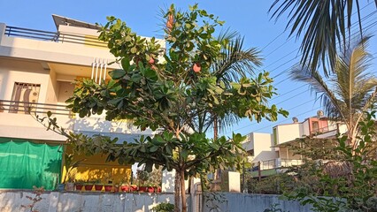 almond cultivation in maharashtra  is limited but can be viable in certain regions almond trees...