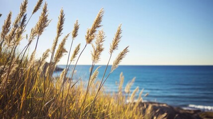 Swaying beach grass by the ocean.