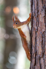 Red squirrel on a tree in the forest. Shallow depth of field.