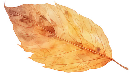 A brown autumn leaf created in a watercolor style, Isolated on white background