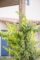 Bougainvillea vine climbing a wooden pergola in sunny Palm Springs