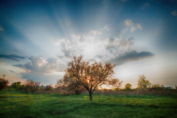 Obraz premium Beautiful sunset landscape with sunbeams shining through tree and clouds over green field