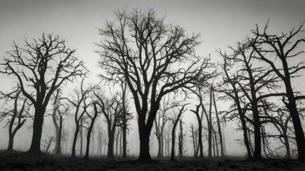 A dramatic and striking image of bare, leafless trees standing in silhouette against a vast sky, evoking a sense of mystery and tranquility.