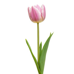 Naklejka premium red tulip isolated on white