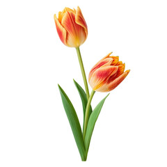 Fototapeta premium red tulip isolated on white
