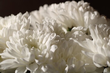 white chrysanthemum macro on a dark background,