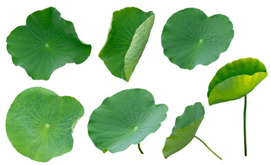Fresh Lotus Leaves. Lotus leafs or Green Lotus Leaves Isolated. Png transparency