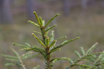 Close-Up of a Lush Evergreen Tree Branch in Natural Surroundings