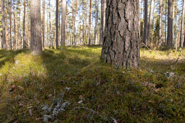 Obraz premium Tranquil Forest Scene with Tree Trunk and Mossy Forest Floor