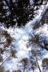 Looking Up at Tall Trees and Blue Skies in Forest