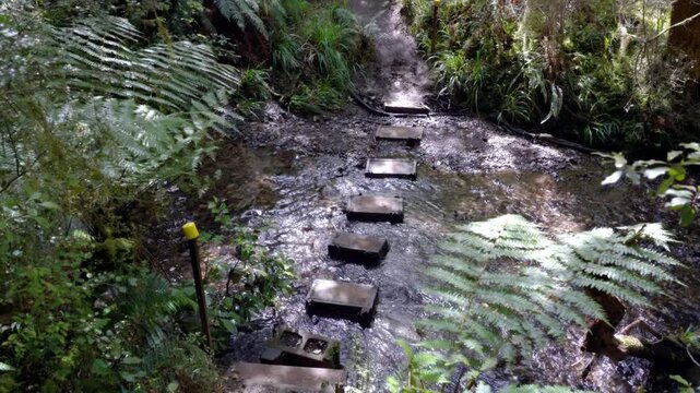 Stepstones in Small River in Deep Rainforest - New Zealand Nature Scene